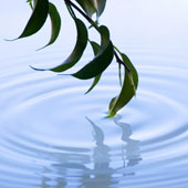 Image of branch in water