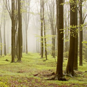 Image of mist in a forest